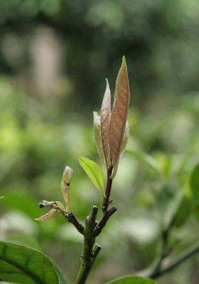 листья Падуба широколистного