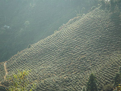 чайная плантация в штате дарджилинг
